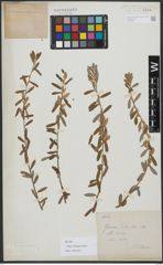 Foto von Salix variegata Franch.